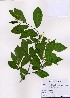  ( - PDBK2008-0222)  @11 [ ] Copyright (2008) Ki Joong Kim Korea University Herbarium (KUS)