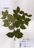  (Betula schmidtii - PDBK2008-0400)  @11 [ ] Copyright (2008) Ki Joong Kim Korea University Herbarium (KUS)