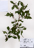  (Callicarpa japonica - PDBK2008-0438)  @11 [ ] Copyright (2008) Ki Joong Kim Korea University Herbarium (KUS)