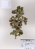  ( - PDBK2008-0470)  @11 [ ] Copyright (2008) Ki Joong Kim Korea University Herbarium (KUS)