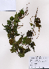  (Boehmeria spicata - PDBK2008-0611)  @11 [ ] Copyright (2008) Ki Joong Kim Korea University Herbarium (KUS)