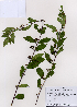  ( - PDBK2008-0655)  @11 [ ] Copyright (2008) Ki Joong Kim Korea University Herbarium (KUS)