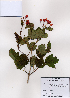  (Viburnum sargentii - PDBK2008-0732)  @11 [ ] Copyright (2008) Ki Joong Kim Korea University Herbarium (KUS)
