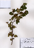  (Betula ermanii - PDBK2008-0742)  @11 [ ] Copyright (2008) Ki Joong Kim Korea University Herbarium (KUS)
