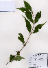 ( - PDBK2008-0774)  @11 [ ] Copyright (2008) Ki Joong Kim Korea University Herbarium (KUS)
