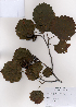 ( - PDBK2008-1076)  @11 [ ] Copyright (2008) Ki Joong Kim Korea University Herbarium (KUS)