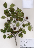  (Cornus kousa - PDBK2008-1181)  @11 [ ] Copyright (2008) Ki Joong Kim Korea University Herbarium (KUS)