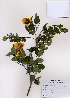  ( - PDBK2008-1287)  @11 [ ] Copyright (2008) Ki Joong Kim Korea University Herbarium (KUS)