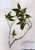  ( - PDBK2008-1307)  @11 [ ] Copyright (2008) Ki Joong Kim Korea University Herbarium (KUS)