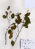  ( - PDBK2008-1369)  @11 [ ] Copyright (2008) Ki Joong Kim Korea University Herbarium (KUS)