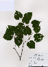  (Tilia amurensis - PDBK2008-1407)  @11 [ ] Copyright (2008) Ki Joong Kim Korea University Herbarium (KUS)