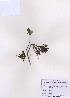  (Korthalsella japonica - PDBK2009-0038)  @13 [ ] Copyright (2009) Ki Joong Kim Korea University Herbarium (KUS)