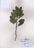  (Ilex integra - PDBK2009-0114)  @11 [ ] Copyright (2009) Ki Joong Kim Korea University Herbarium (KUS)