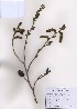 ( - PDBK2009-0173)  @11 [ ] Copyright (2009) Ki Joong Kim Korea University Herbarium (KUS)