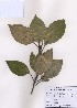  ( - PDBK2009-0227)  @11 [ ] Copyright (2009) Ki Joong Kim Korea University Herbarium (KUS)