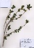  ( - PDBK2009-0331)  @11 [ ] Copyright (2009) Ki Joong Kim Korea University Herbarium (KUS)