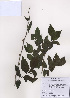  ( - PDBK2009-0520)  @11 [ ] Copyright (2009) Ki Joong Kim Korea University Herbarium (KUS)
