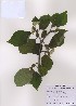  (Broussonetia papyrifera - PDBK2009-0544)  @11 [ ] Copyright (2009) Ki Joong Kim Korea University Herbarium (KUS)