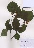  ( - PDBK2009-0557)  @11 [ ] Copyright (2009) Ki Joong Kim Korea University Herbarium (KUS)