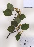 ( - PDBK2009-0591)  @11 [ ] Copyright (2009) Ki Joong Kim Korea University Herbarium (KUS)