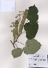  ( - PDBK2009-0720)  @11 [ ] Copyright (2009) Ki Joong Kim Korea University Herbarium (KUS)