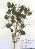  (Boehmeria spicata - PDBK2009-1157)  @11 [ ] Copyright (2009) Ki Joong Kim Korea University Herbarium (KUS)