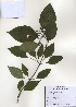 ( - PDBK2009-1179)  @11 [ ] Copyright (2009) Ki Joong Kim Korea University Herbarium (KUS)