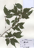  ( - PDBK2009-1197)  @11 [ ] Copyright (2009) Ki Joong Kim Korea University Herbarium (KUS)