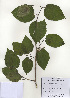  ( - PDBK2009-1294)  @11 [ ] Copyright (2009) Ki Joong Kim Korea University Herbarium (KUS)