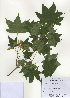  (Acer mono - PDBK2009-1305)  @13 [ ] Copyright (2009) Ki Joong Kim Korea University Herbarium (KUS)