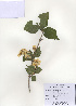  (Philadelphus schrenkii - PDBK2009-1311)  @11 [ ] Copyright (2009) Ki Joong Kim Korea University Herbarium (KUS)