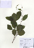  (Schisandra chinensis - PDBK2009-1315)  @11 [ ] Copyright (2009) Ki Joong Kim Korea University Herbarium (KUS)