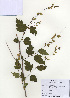  (Neillia uekii - PDBK2009-1328)  @11 [ ] Copyright (2009) Ki Joong Kim Korea University Herbarium (KUS)