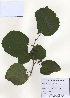  ( - PDBK2009-1332)  @11 [ ] Copyright (2009) Ki Joong Kim Korea University Herbarium (KUS)