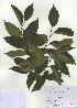  ( - PDBK2009-1343)  @11 [ ] Copyright (2009) Ki Joong Kim Korea University Herbarium (KUS)