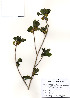  ( - PDBK2010-0272)  @11 [ ] Copyright (2010) Ki Joong Kim Korea University Herbarium (KUS)