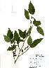  (Alnus firma - PDBK2010-0285)  @11 [ ] Copyright (2010) Ki Joong Kim Korea University Herbarium (KUS)