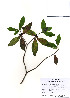  (Daphne kiusiana - PDBK2010-0409)  @11 [ ] Copyright (2010) Ki Joong Kim Korea University Herbarium (KUS)