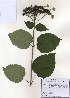  (Hydrangea arborescens - PDBK2010-0959)  @11 [ ] Copyright (2010) Ki Joong Kim Korea University Herbarium (KUS)