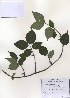  (Forsythia velutina - PDBK2010-1000)  @11 [ ] Copyright (2010) Ki Joong Kim Korea University Herbarium (KUS)