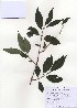  (Forsythia saxatilis - PDBK2010-1012)  @11 [ ] Copyright (2010) Ki Joong Kim Korea University Herbarium (KUS)