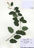  (Berchemia racemosa - PDBK2010-1037)  @11 [ ] Copyright (2010) Ki Joong Kim Korea University Herbarium (KUS)