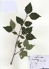  (Forsythia ovata - PDBK2010-1043)  @11 [ ] Copyright (2010) Ki Joong Kim Korea University Herbarium (KUS)