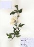  ( - PDBK2010-1064)  @11 [ ] Copyright (2010) Ki Joong Kim Korea University Herbarium (KUS)