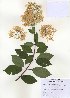  ( - PDBK2010-1066)  @11 [ ] Copyright (2010) Ki Joong Kim Korea University Herbarium (KUS)
