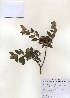  (Rhododendron micranthum - PDBK2010-1067)  @11 [ ] Copyright (2010) Ki Joong Kim Korea University Herbarium (KUS)
