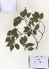  ( - PDBK2010-1406)  @11 [ ] Copyright (2010) Ki Joong Kim Korea University Herbarium (KUS)