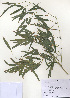  (Phyllostachys bambusoides - PDBK2010-1416)  @11 [ ] Copyright (2010) Ki Joong Kim Korea University Herbarium (KUS)