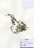  ( - PDBK2010-1440)  @11 [ ] Copyright (2010) Ki Joong Kim Korea University Herbarium (KUS)
