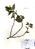  (Salix maximowiczii - PDBK2010-1765)  @11 [ ] Copyright (2010) Ki Joong Kim Korea University Herbarium (KUS)